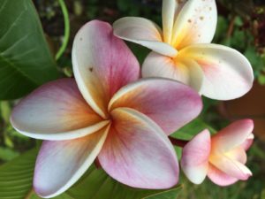 Meridianmassage mit Aromaöl